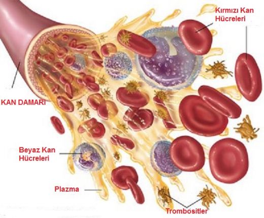 Trombosit Hastalıkları Belirtileri ve Tedavisi